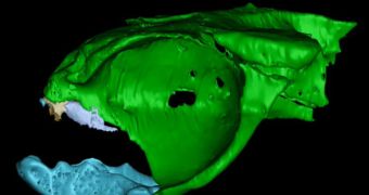 A 3D model of the 300 million-year-old fish, which still preserves its brain