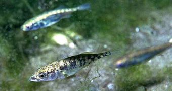 Three-spined sticklebacks are affected by noise in their environment just like we are