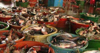 Extensive overfishing may cause a severe decline in fish populations worldwide