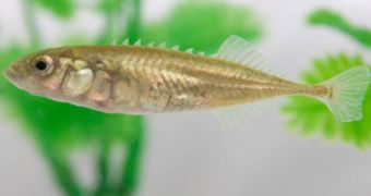 A picture of the nine-spined stickleback