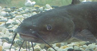 A photo showing a catfish in a water tank