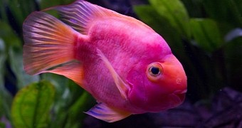Fish in Taiwan Are Probably Getting High on Ecstasy