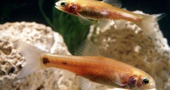 Fish exposed to Prozac, Zoloft undergo behavioral changes, study finds
