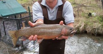 This is spawning Westslope cutthroat trout captured in Langford Creek, North Fork Flathead River, Montana