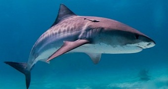 Fishermen Claim to Have Found a Human Head Inside a Tiger Shark