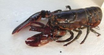 Rare four-clawed lobster found in Maine