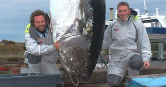 A massive blue fin tuna is captured by two fisherman off the coast of Nova Scotia