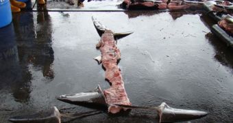 Fishermen in Costa Rica find way to circumvent shark finning ban