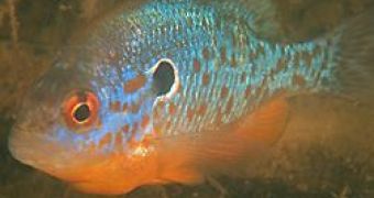 Fishes Recognize Kin Siblings by Smelling