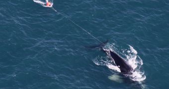 Study sheds new light on how fishing gear affects whales