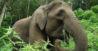 Villagers in Indonesia's Aceh province believed to have killed 5 elephants in just 6 weeks' time