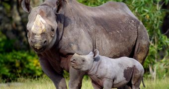 India's Kaziranga National Park loses three rhinos in five days' time