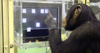 The 5-year-old chimpanzee called Ayumu takes a memory test on December 13, 2006.