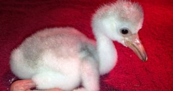 US presidents lend their names to flamingo chicks in Florida