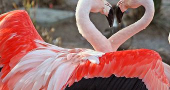 Flamingo highlight the color of their feathers during mating season