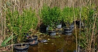 Floating Marijuana Garden Discovered on Hungarian Lake