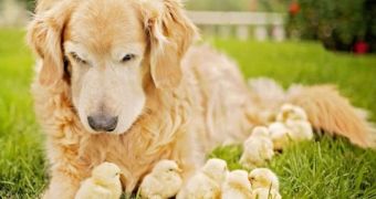 Gentle Golden Retriever was photographed with tiny chicks