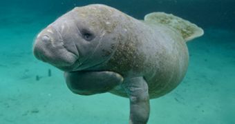 Florida decides to take better care of its manatees