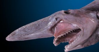 Rare goblin shark was caught off the coast of Key West Florida