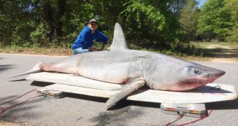 Fisherman catches giant mako shark while fishing from the beach