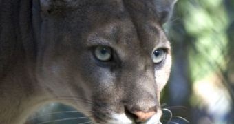 Florida panther population exceeds 100 individuals, is at reduced risk of inbreeding