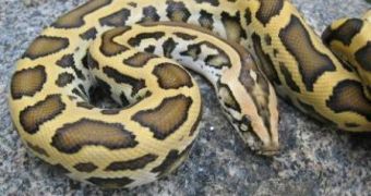 Florida Plans Python Whacking Contest