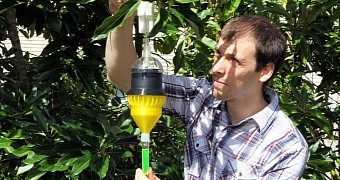 Florida Scientists Create Insect Trap to Protect Orange Trees from Psyllids