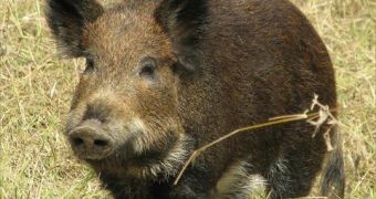 Feral hogs wreak havoc in Florida