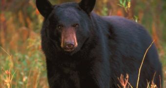 A group of black bears attacked a woman in Florida