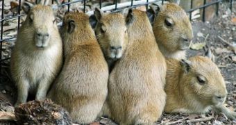 Young capybaras at Brevard Zoo in Florida look utterly adorable