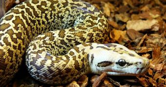 Florida's python hunt debuts today
