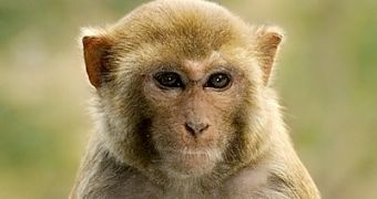 Florida's "mystery monkey" now under arrest