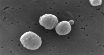 Scanning Electron Micrograph (SEM) image of Streptococcus pneumoniae