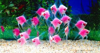Researchers develop the world's first pink fluorescent angelfish