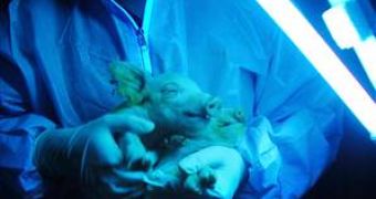 The two fluorescent piglets held under an ultraviolet lamp to show their green fluorescence.
