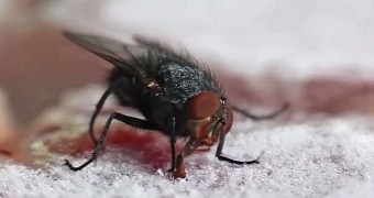 Hungry fly gets stuck to a frozen steak