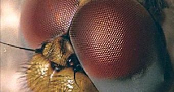 The compund eye of a housefly (Musca domestica)