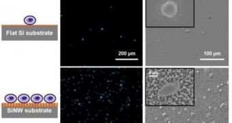 Fluorescence micrographs and SEM images show how more cancer cells were captured on the silicon nanopillar (SiNP) substrate compared with the flat substrate