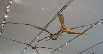 The largest pterosaurs may have flown up to 10,000 miles non-stop