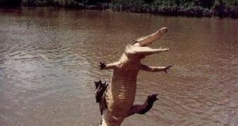 "Flying" crocodile launches itself at tourist