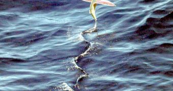 Flying fish can leap out of the water to escape predators, and spend up to 45 seconds in the air