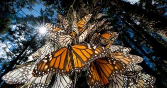 Survey finds people in the US are ready and willing to protect monarch butterflies