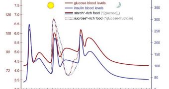 idealized curves of human blood glucose and insulin concentrations during the course of a day