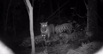 Image from a camera trap video launched by WCS and the Thai  government