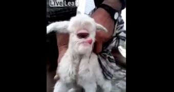 Footage showing peculiar one-eyed lamb born in Turkey goes viral