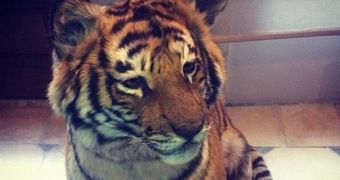 PETA strongly disapproves of Darnell Dockett's owning a pet tiger