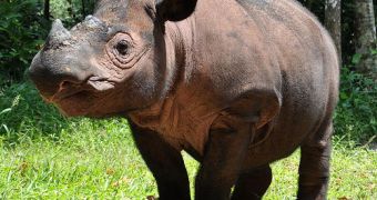 Traces of critically endangered Sumatran rhinos are dicovered in Borneo