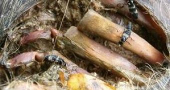 Beetles on a decomposing pig's body
