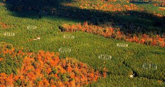 This is the Duke Forest Free Air Carbon Dioxide Enrichment site in North Carolina, where mature loblolly pine trees were exposed to increased levels of carbon dioxide for 14 years