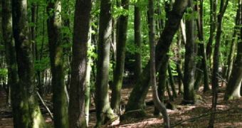 Less forests worldwide simply mean less oxygen released into the atmosphere